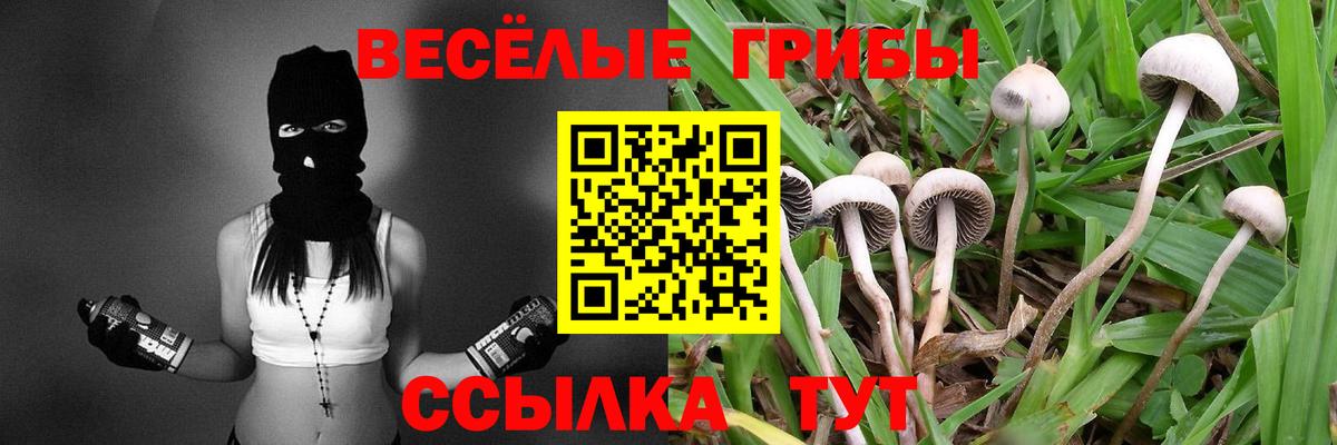 Заволжье  Галлюциногенные грибы Psilocybine cubensis  Вход с VPN 